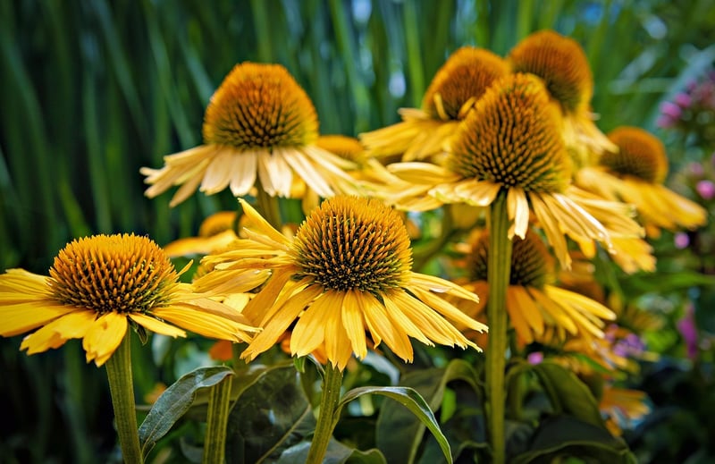 Echinacea plant